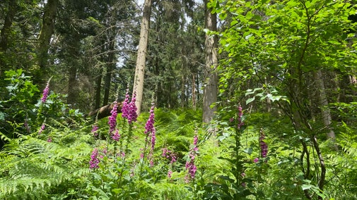summer plants and trees in the woods